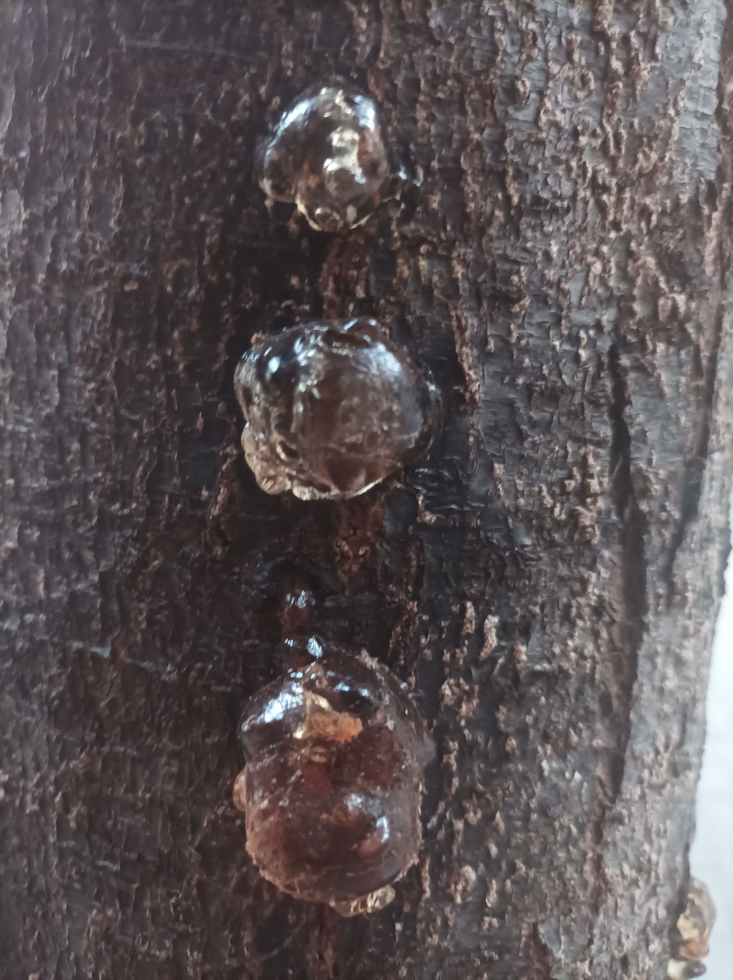 El árbol que llora · Sant Cugat FOTO: MARIA DE LA VEGA LIMPO GONZALO