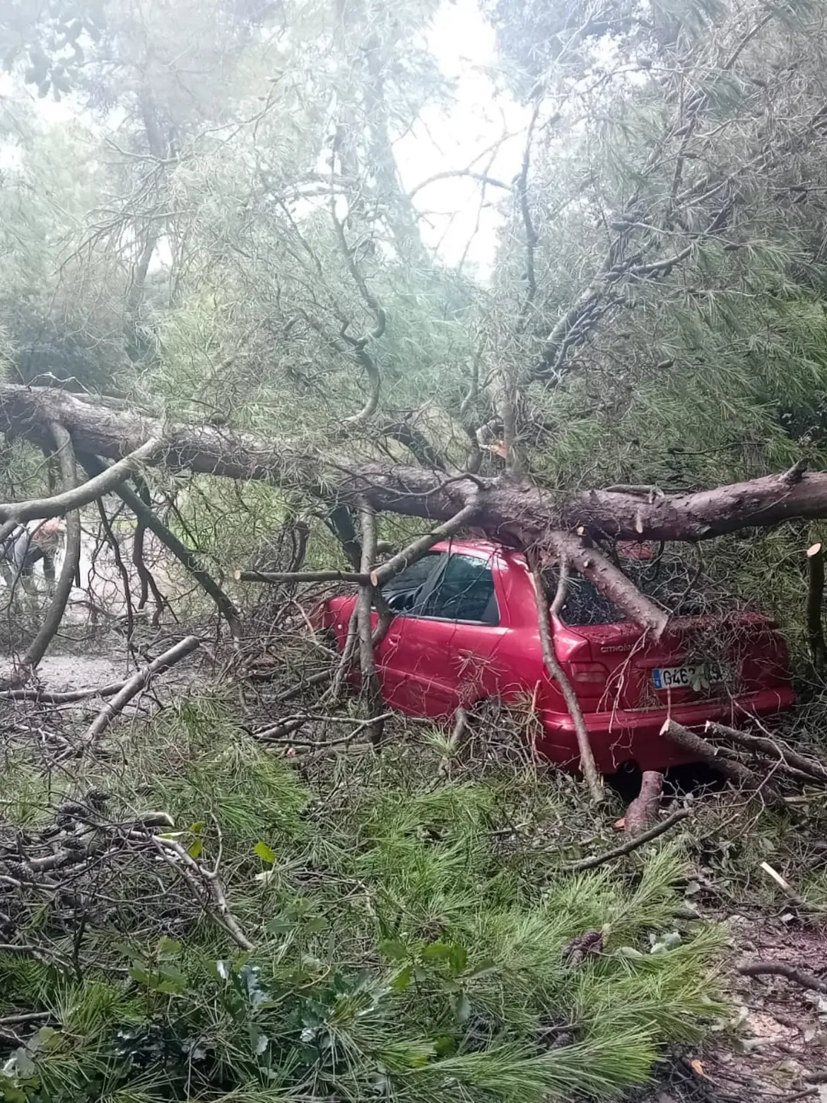 Cotxe aixafat per un arbre a causa de les pluges. FOTO: Ajuntament