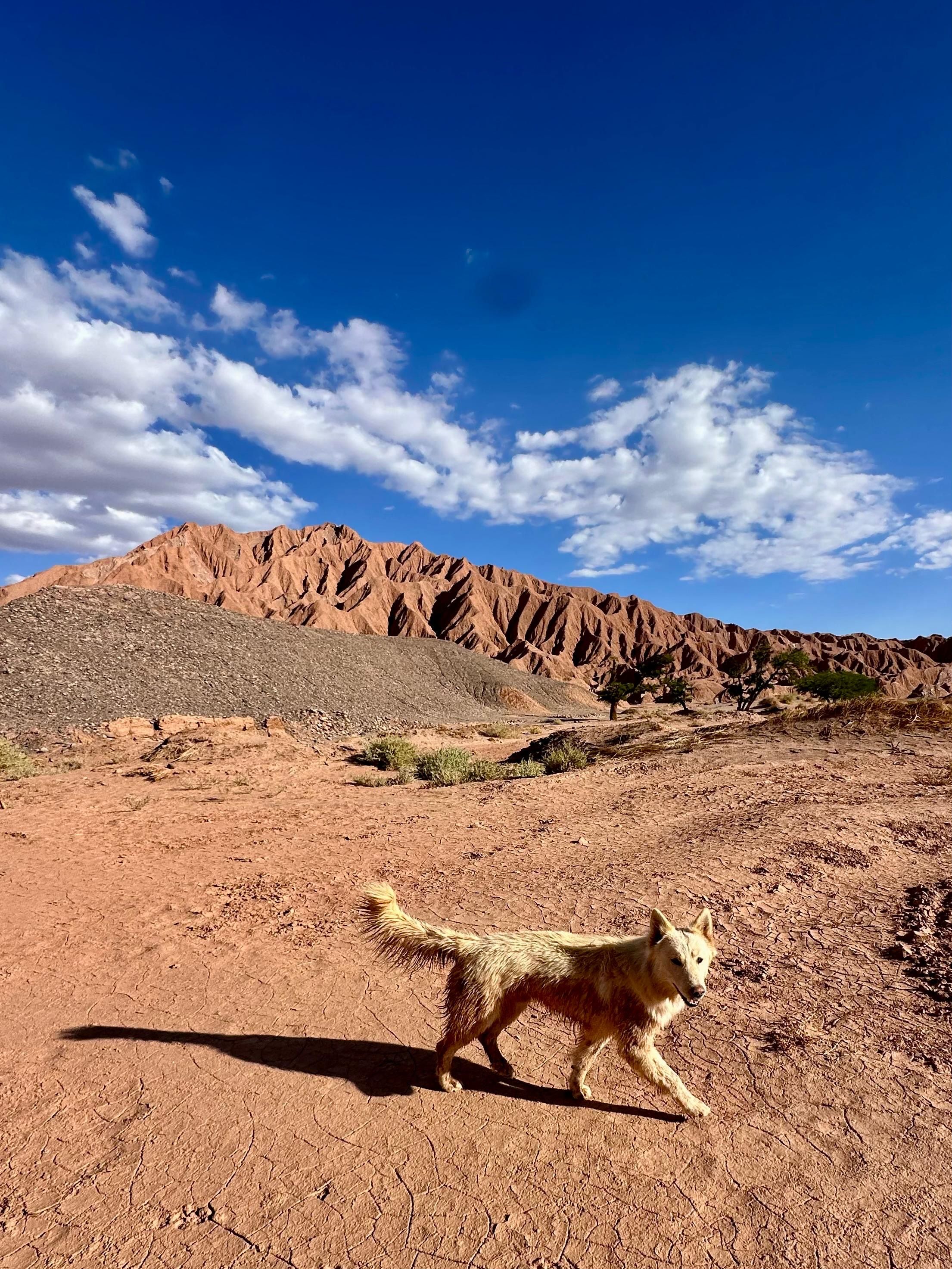El guardià d’Atacama · Desert d’Atacama FOTO: Júlia Mora Sagalés