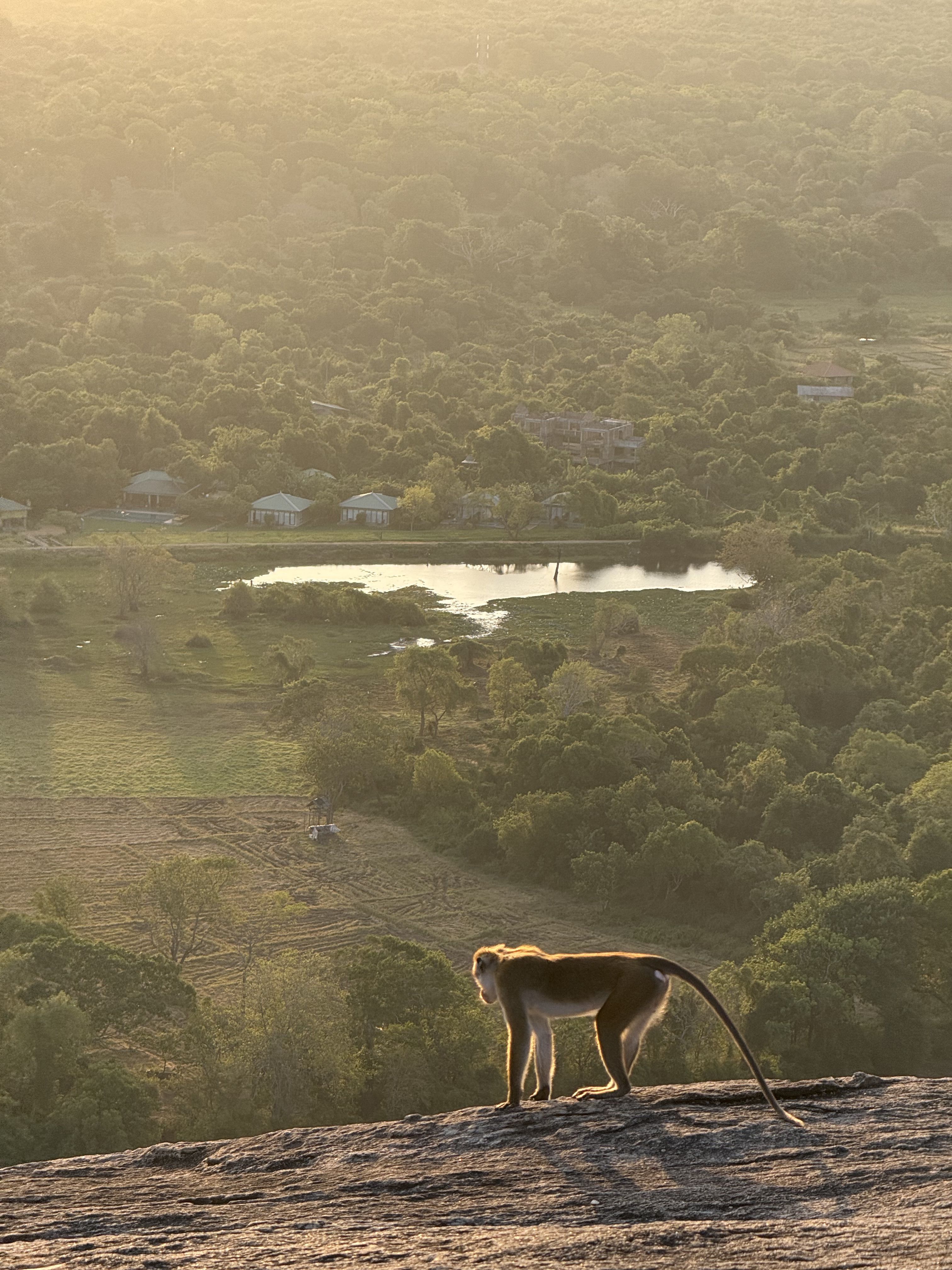 El guardià de la selva · Sigiriya (Sri Lanka) FOTO: Maria Sala Pérez