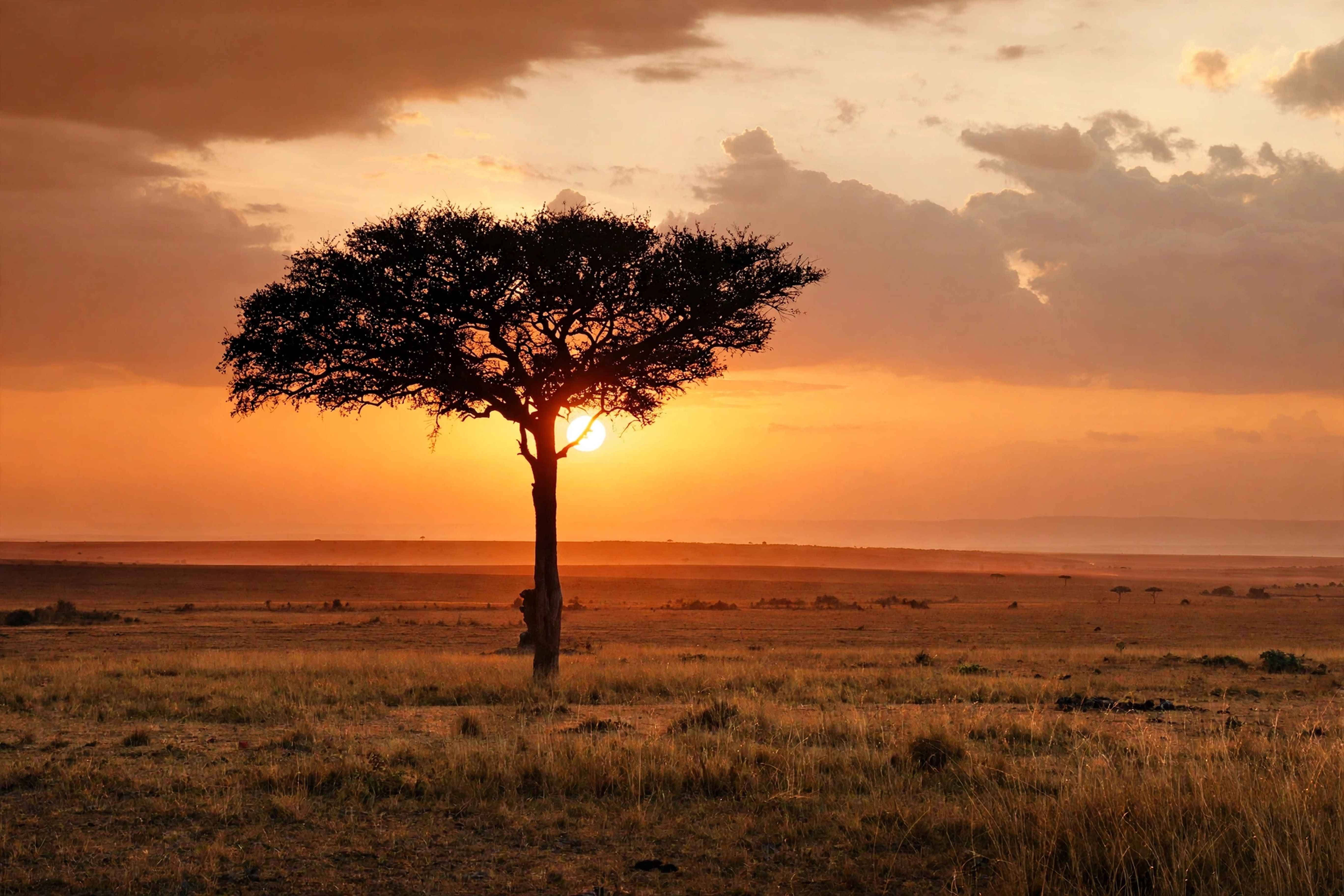 El silenci de la sabana · Masai Mara, Kenia FOTO: Roser Solanes Lladonosa