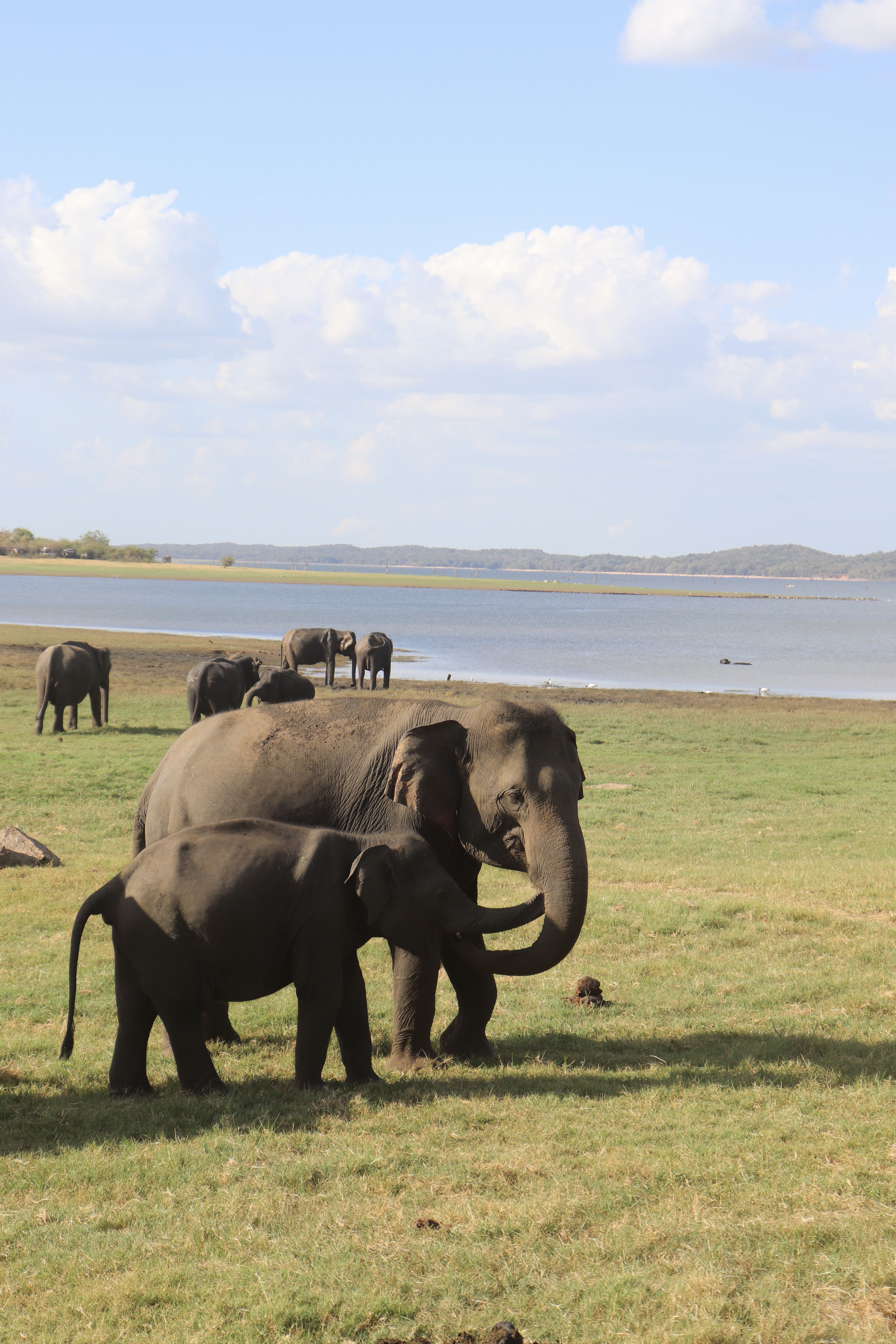 Elefants de Ceilan · Kaudulla, Sri Lanka FOTO: Albert Ganau Silvestre