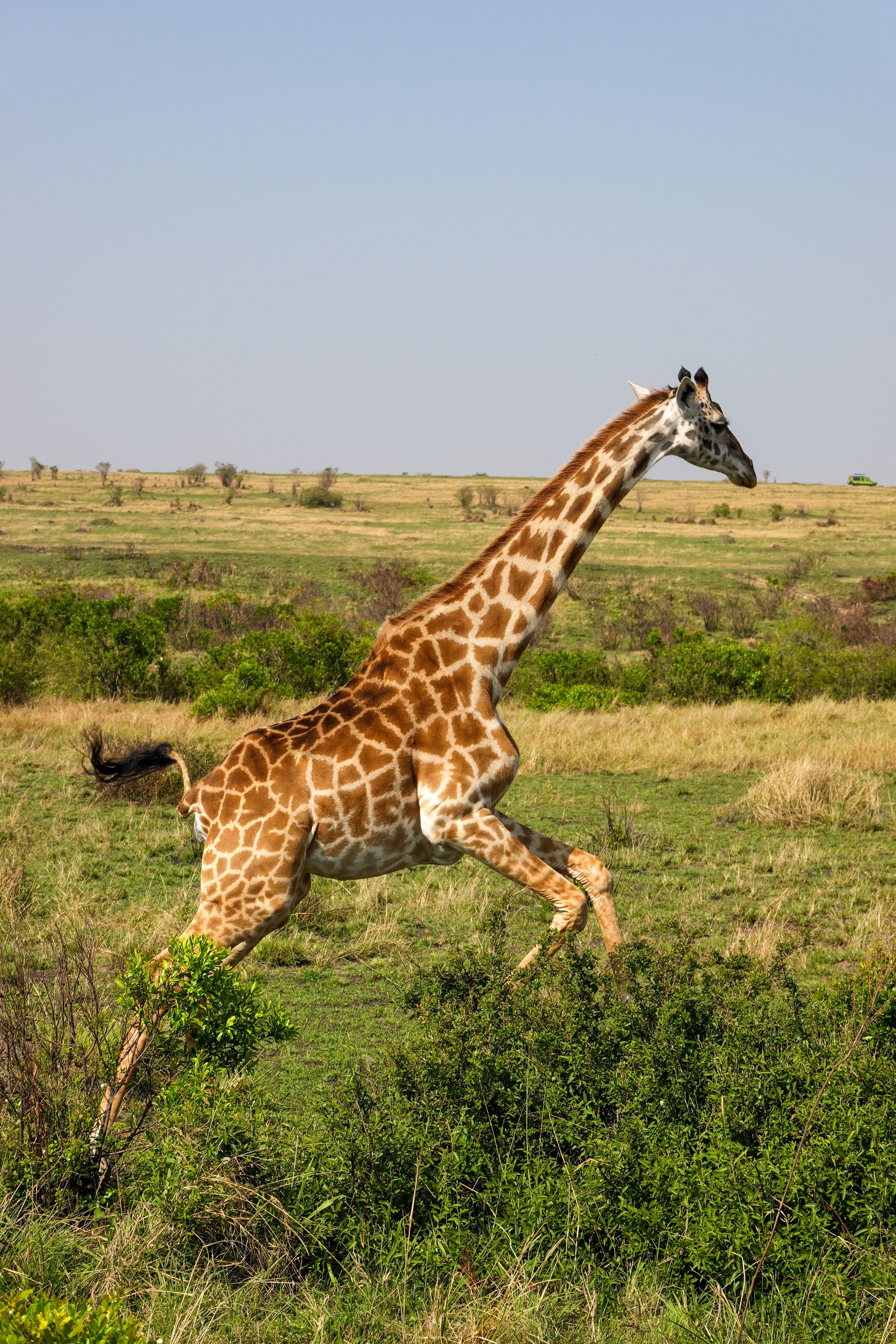 Elegància en moviment · Masai Mara, Kenia FOTO: Gala Sanleandro Solanes