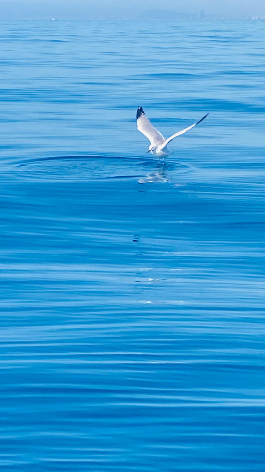 Entre dos mons · Vilassar de Mar FOTO: Mireia Colet Vallès