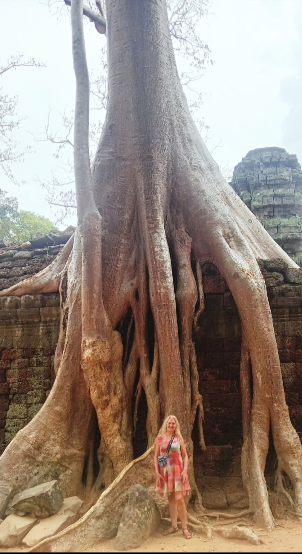 Entre la natura immensa · Al temple de Ta Prohm, dins d Angkor Wat, el temple més gran del món. Cambodja FOTO: Carme Cabús Mañosa