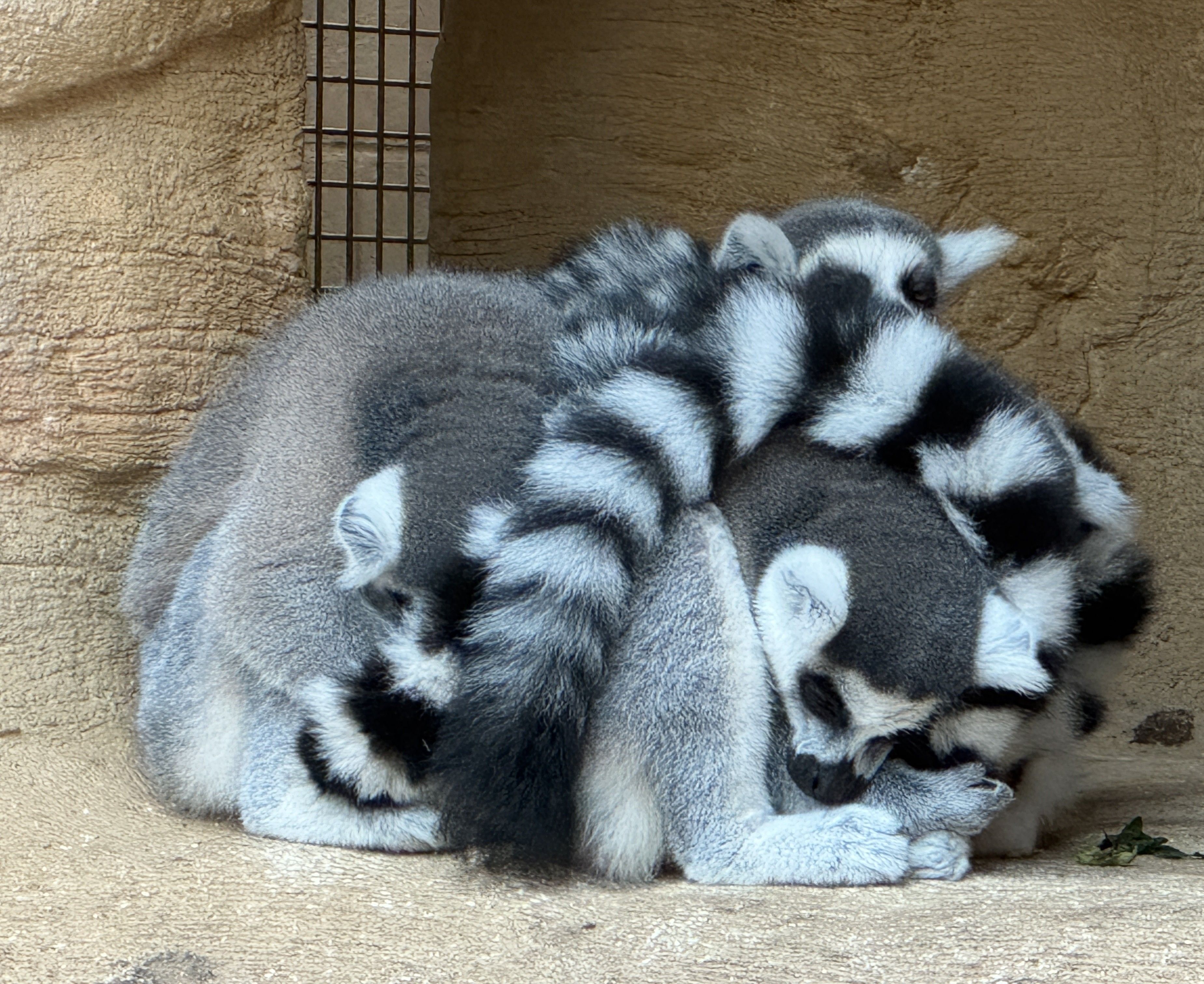 Fent migdiada · Zoològic Pairi Daiza (Brugelette Bèlgica) FOTO: Juan José Sancho Ventura