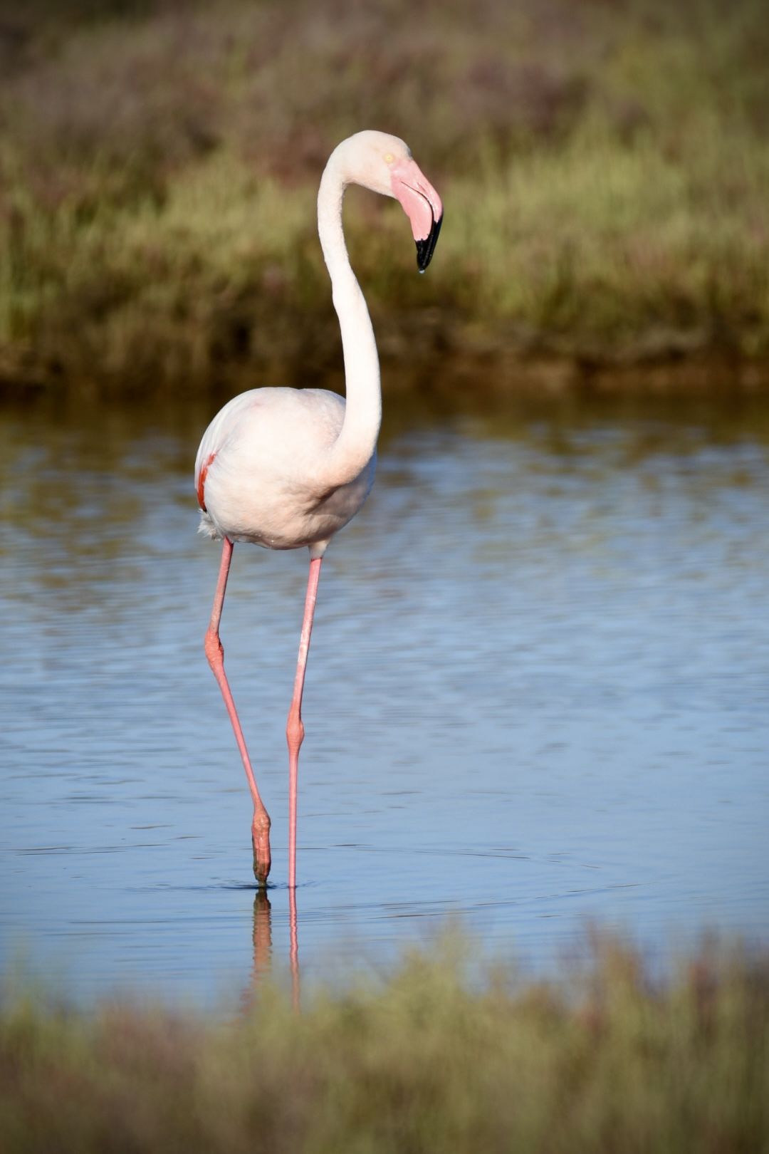 Flamingo Almanecer · Delta de l‘Ebre FOTO: Torsten Schafer