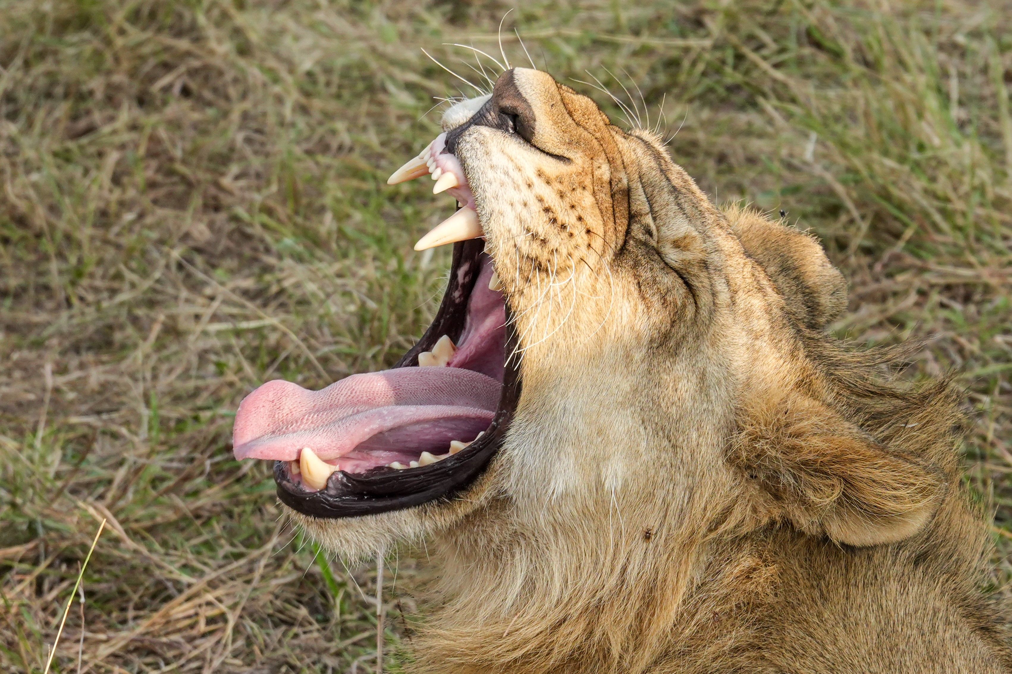 Instint salvatge · Masai Mara, Kenia FOTO: Quim Sanleandro Solanes