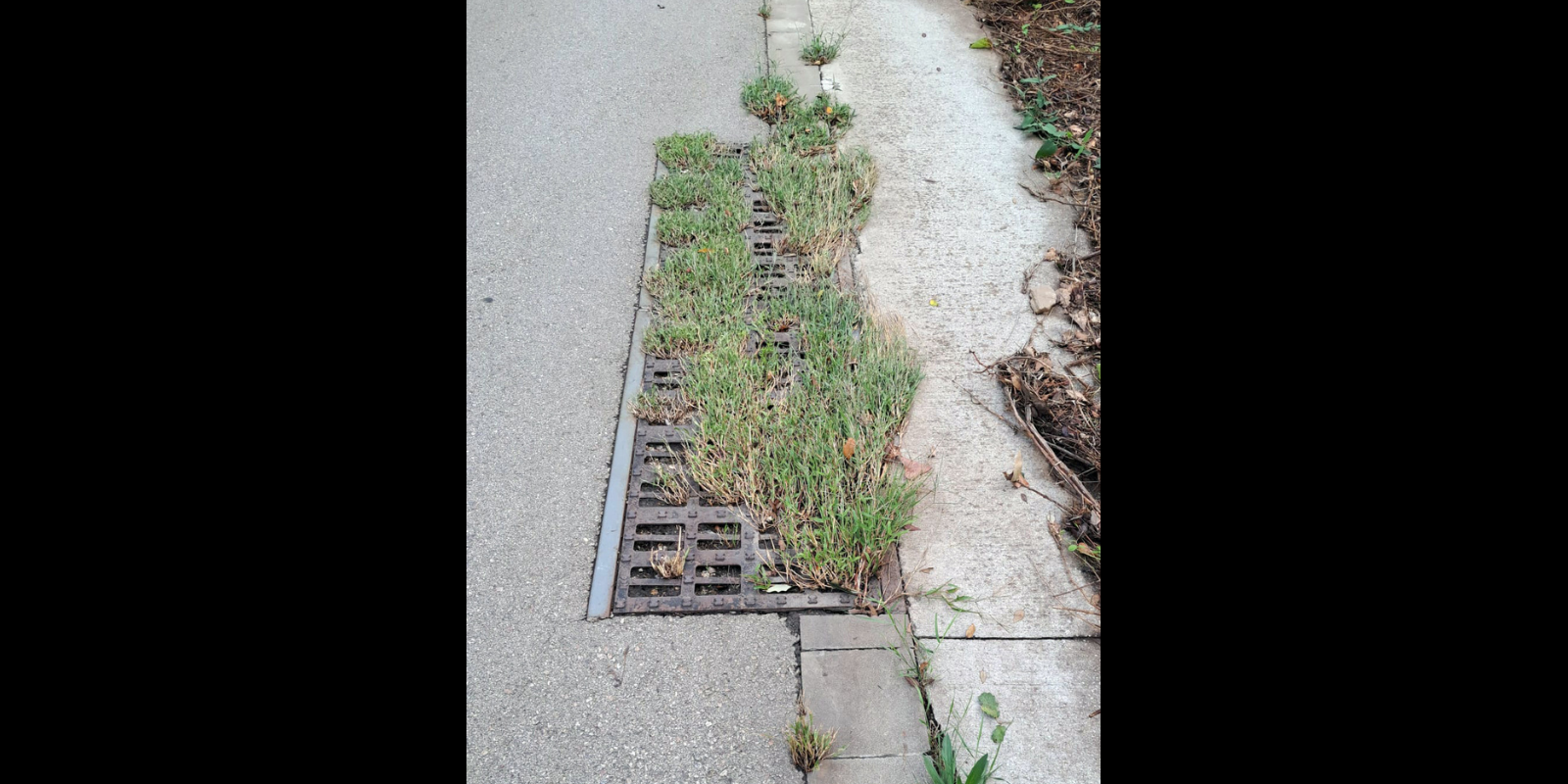 Una claveguera a la Floresta que sembla una jardinera