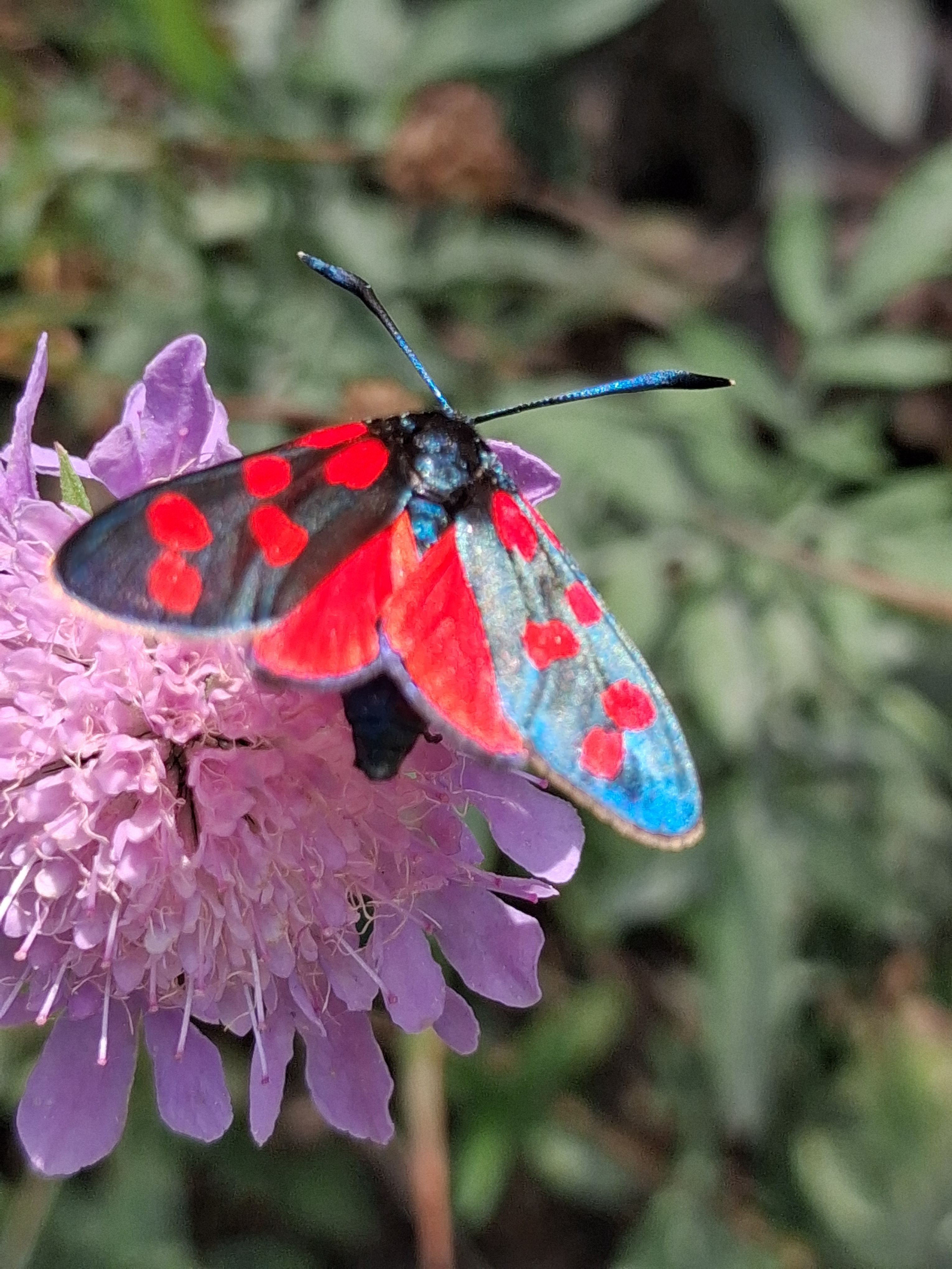 L insecte colorit · Vall ďAran FOTO: Oriol Baya Calveras