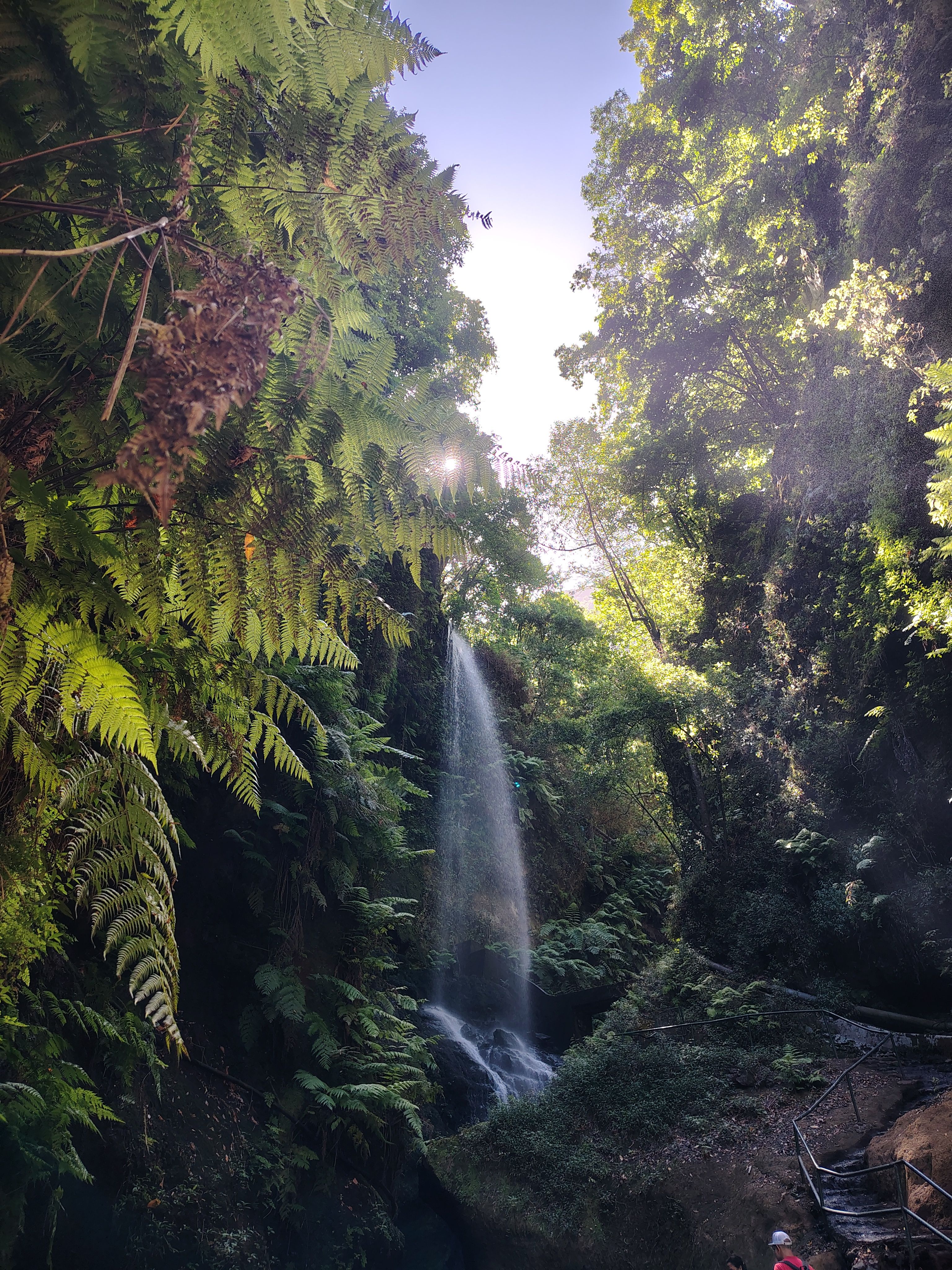 Laurisilva protectora · Los Tilos, La Palma FOTO: Tatiana Salaet Fernández