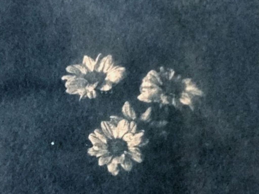 revelat amb plantes i fotogrames