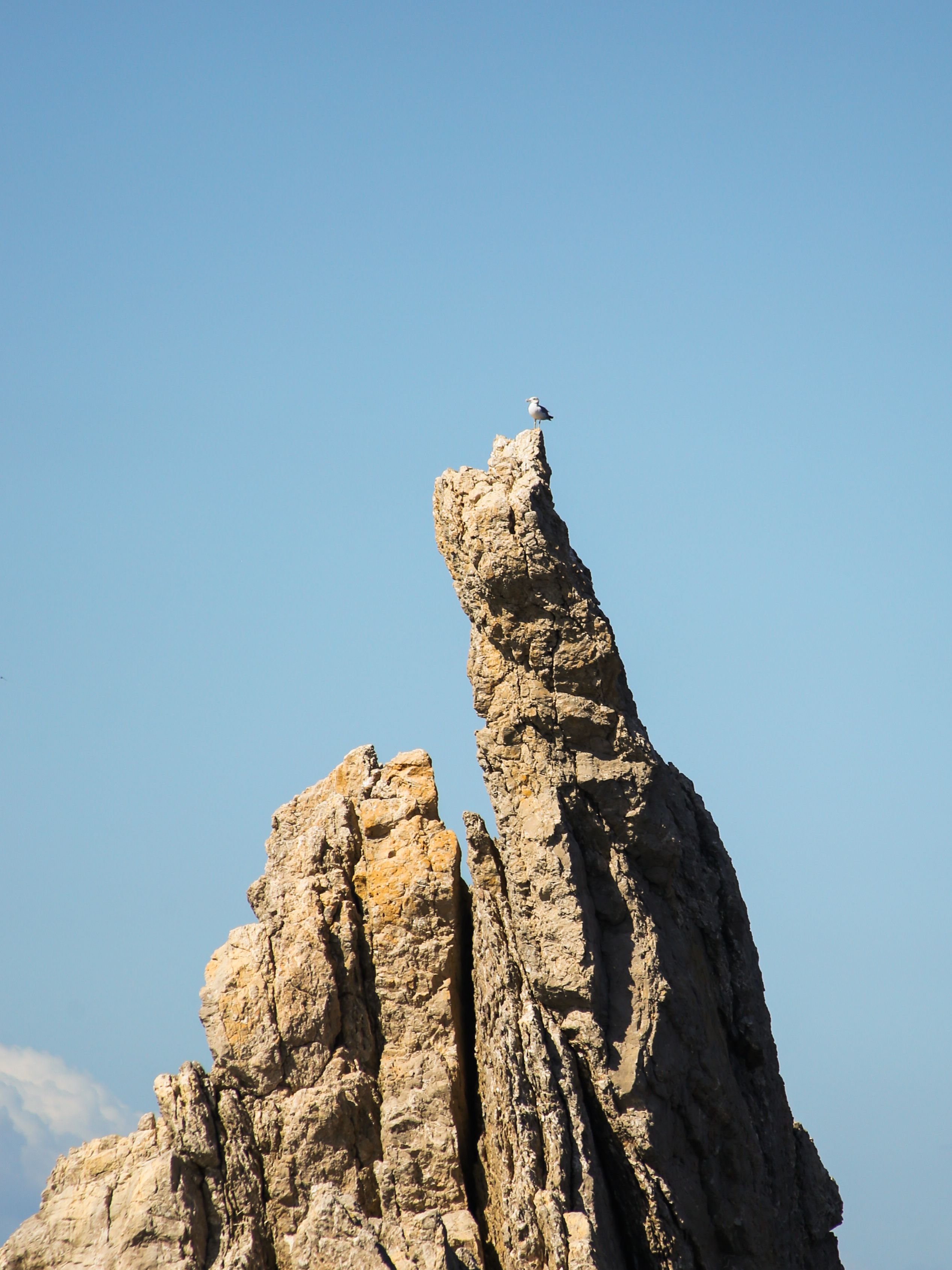 Les reines de les Medes · Illes Medes FOTO: Albert Folch Palmés
