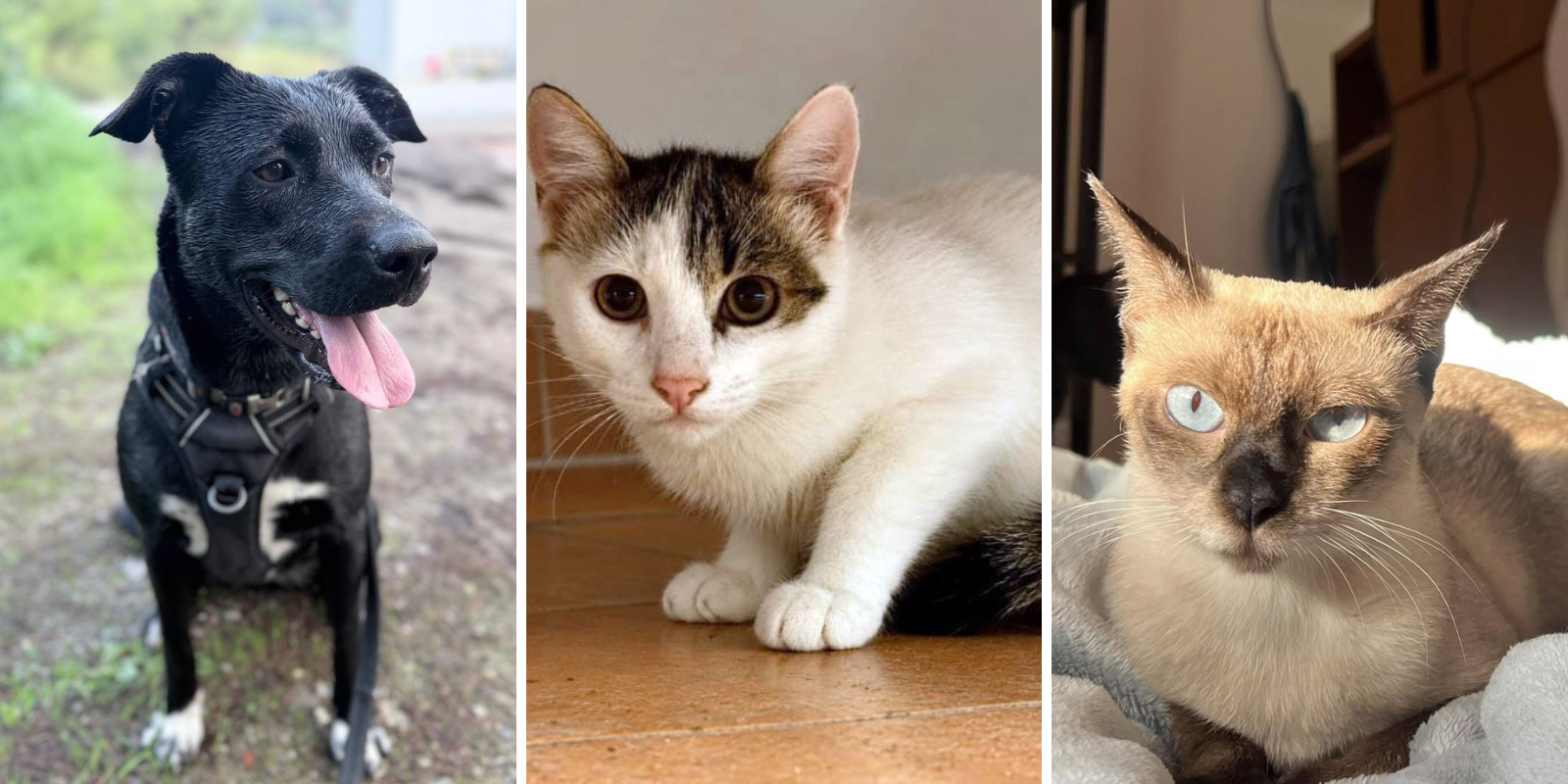 Animals en adopció: Ali, Odín i Gaita. FOTO: Cedida