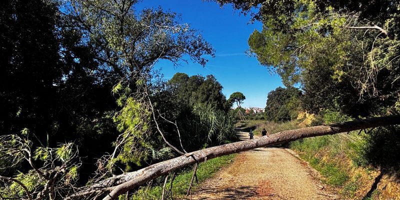 Hi ha diversos arbres caiguts entre Sant Cugat i Can Borrell. FOTO: JR Armadàs