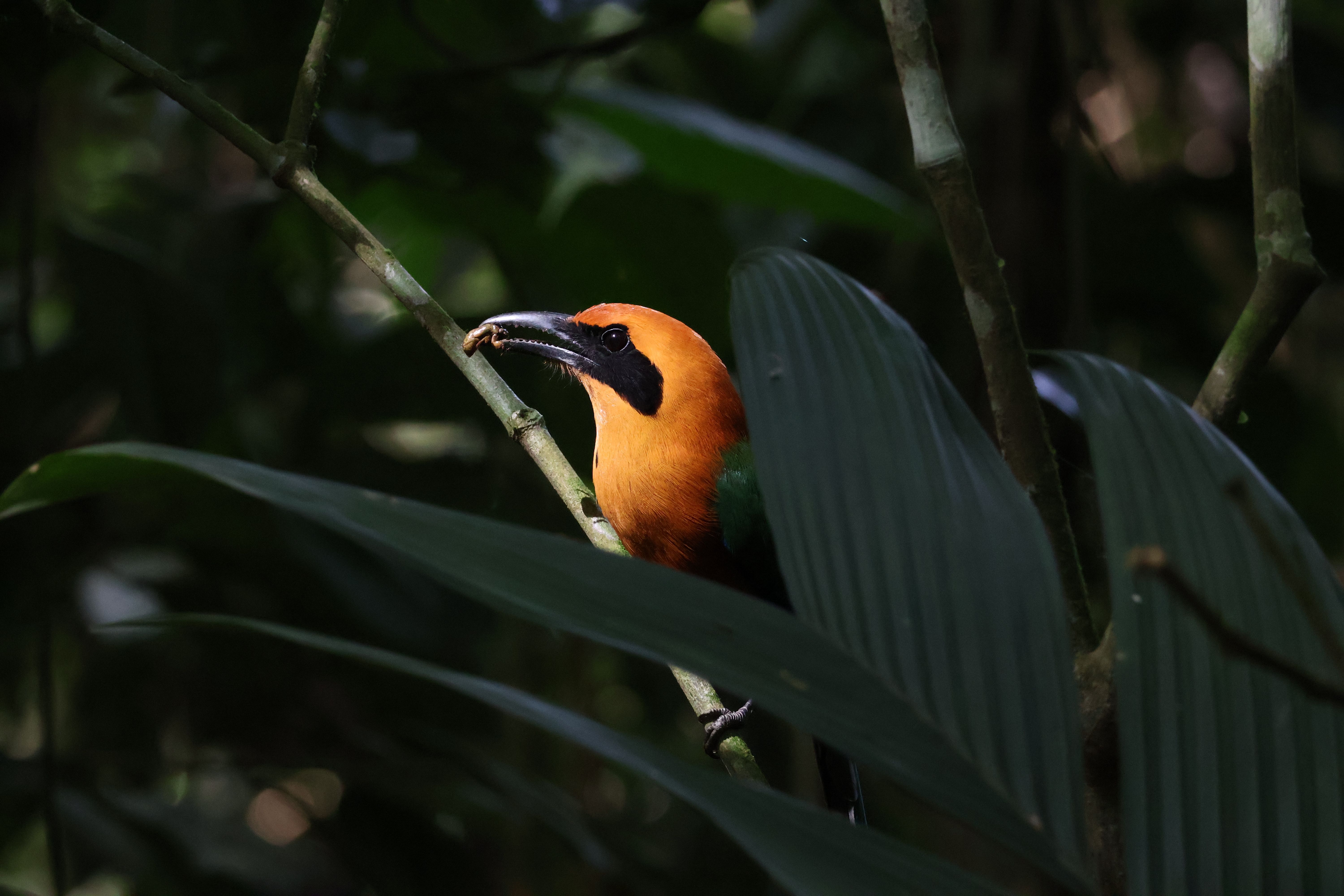 Motmot amb una cigarreta · Costa Rica FOTO: Maria Llobet Farré