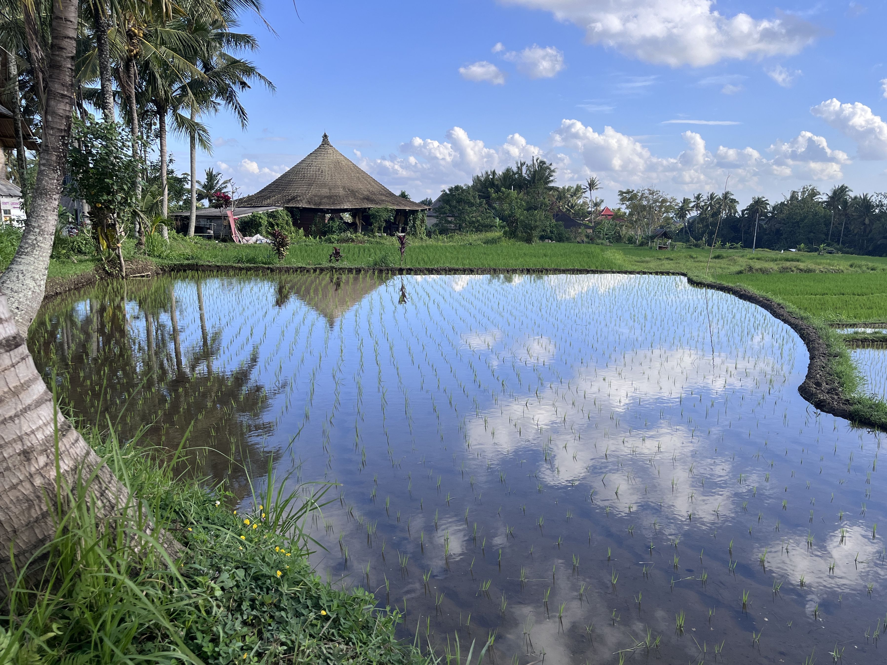 Nubes de arroz · Bali, Indonesia FOTO: ISABEL DORNELLAS