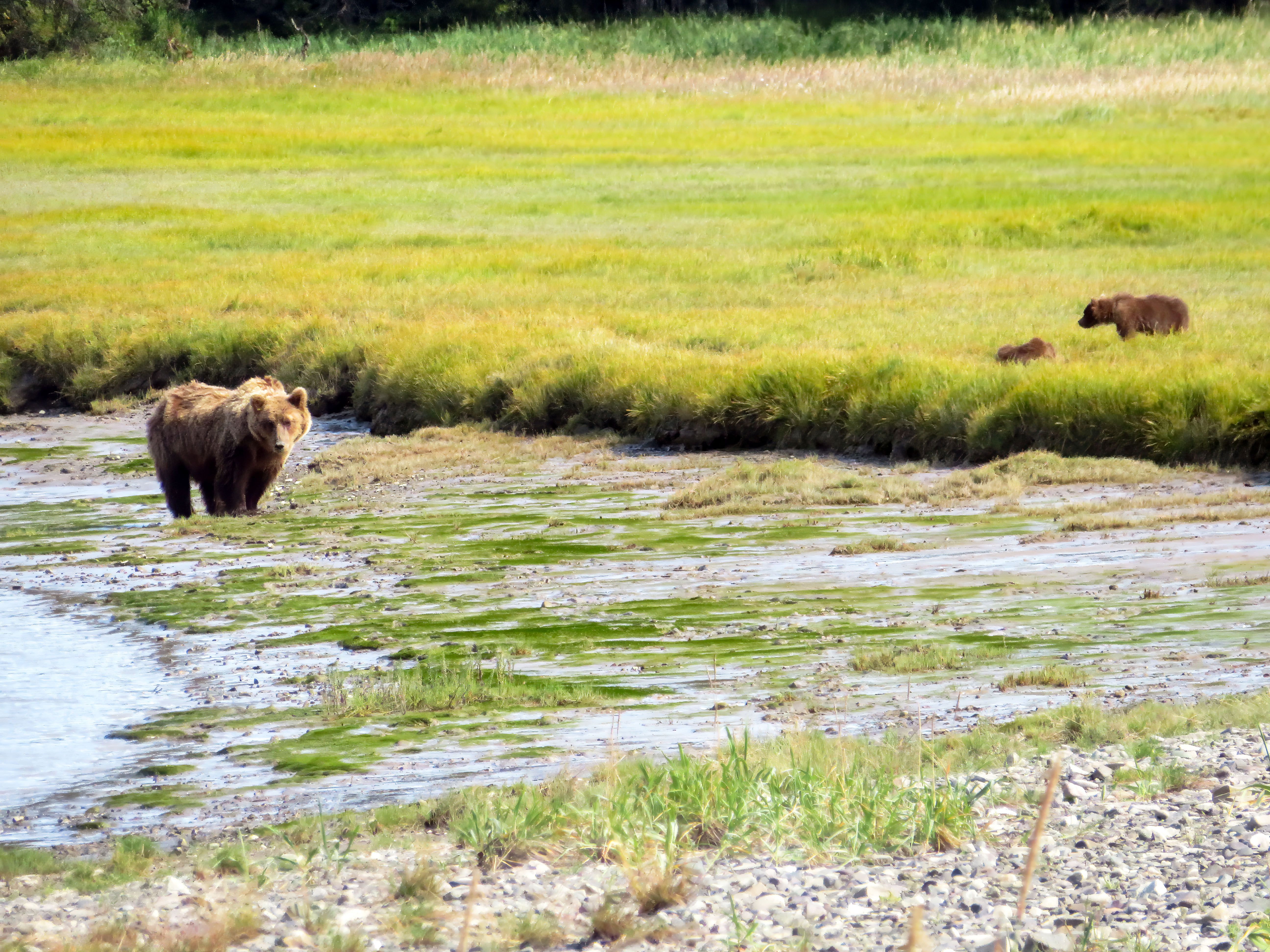 OSO PARDO LAGO CLARK · LAGO CLARK ALASKA FOTO: Ian Meseguer Sanchez