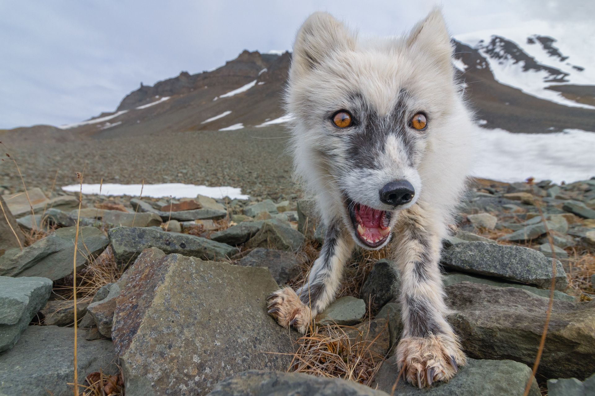 9è premi categoria temàtica general: 'Selfie a l'àrtic' a Svalbard. FOTO: Ivan Villarejo Angulo