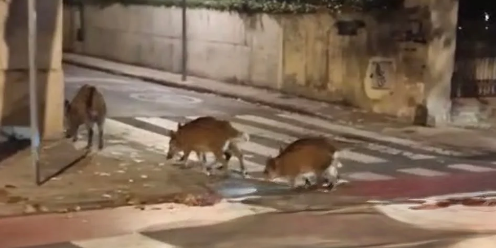Collserola, tancada als veïns, però oberta als senglars