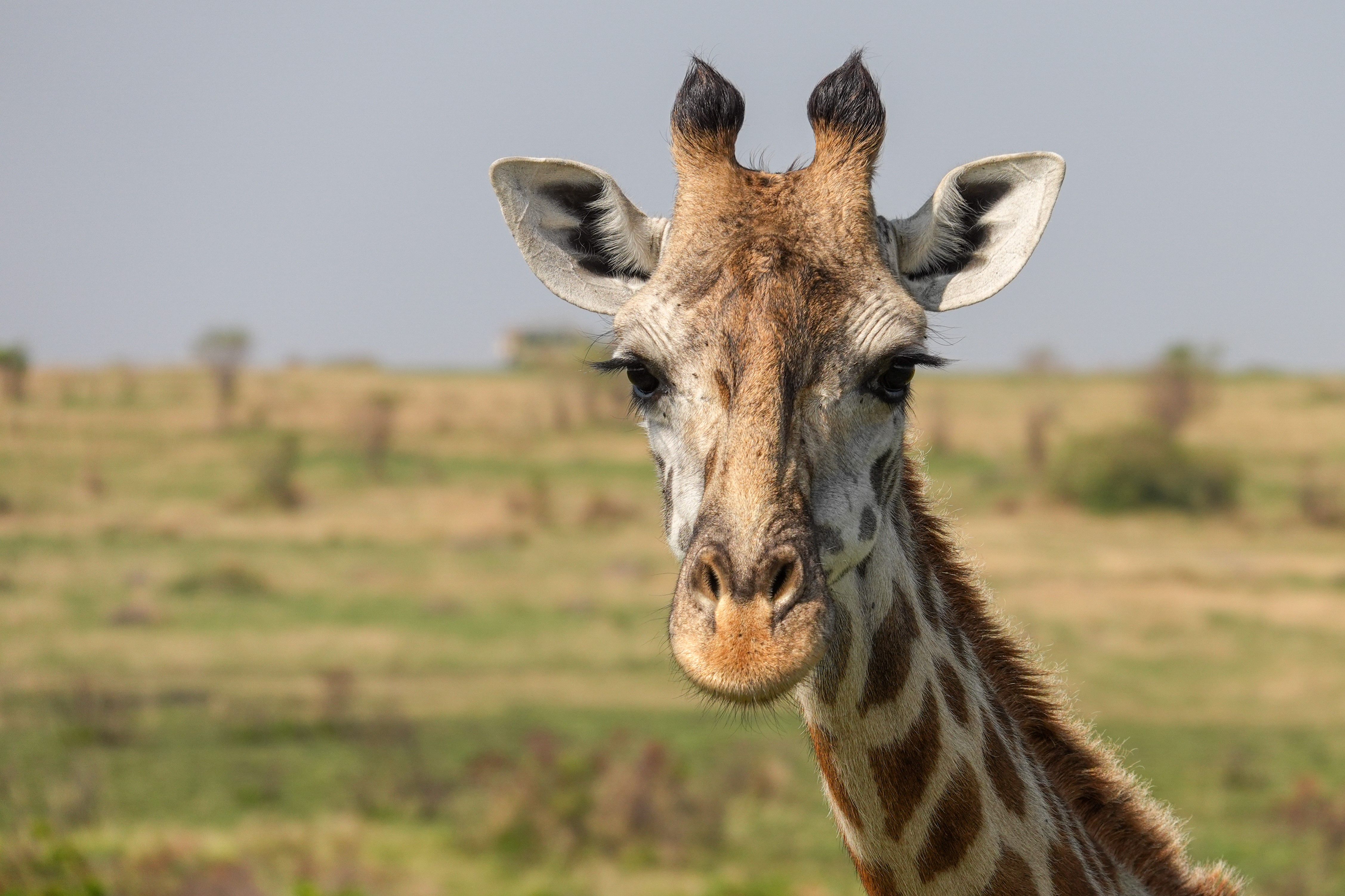 Retrat d altura · Masai Mara, Kenia FOTO: Oriol Sanleandro Artigas